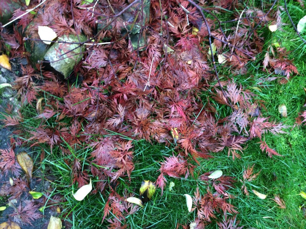 Acer fallen leaves