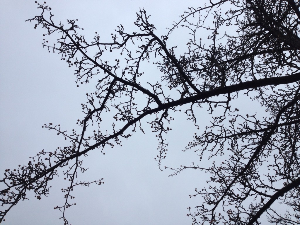 Crab apple branches