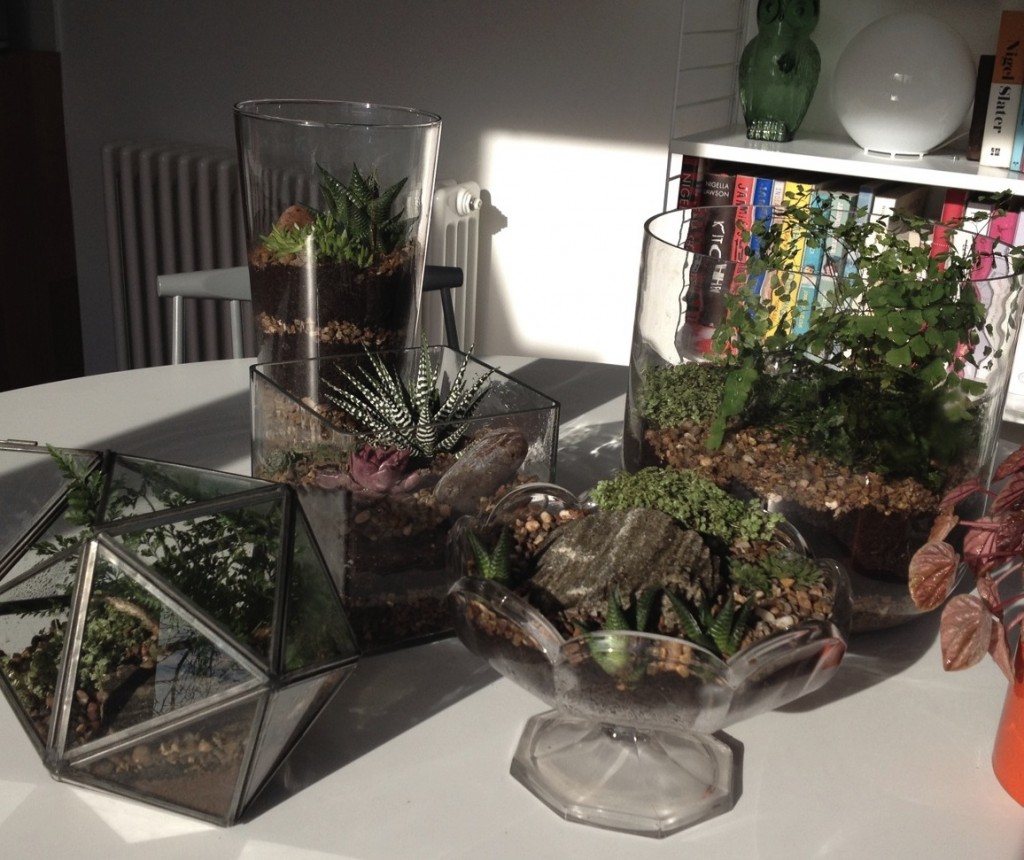 Five finished terrariums
