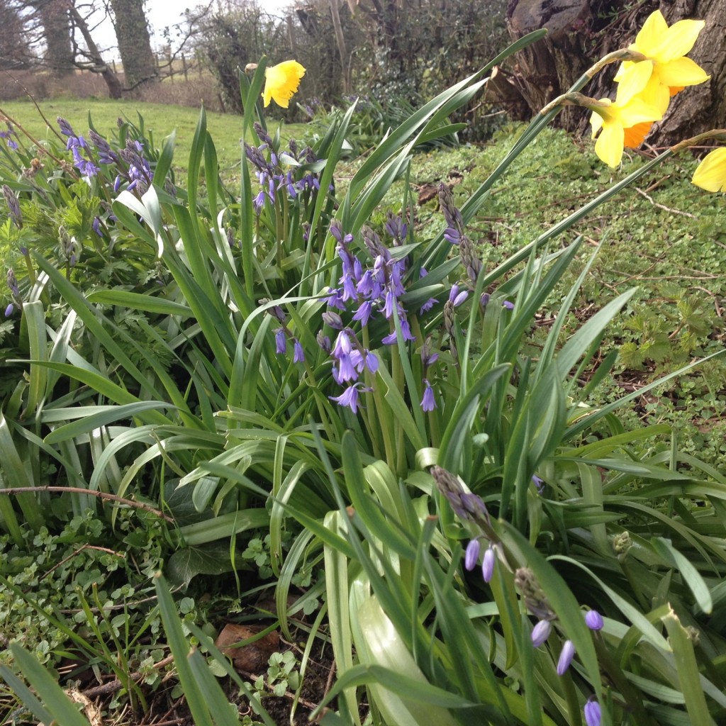 Bluebells and daffodils