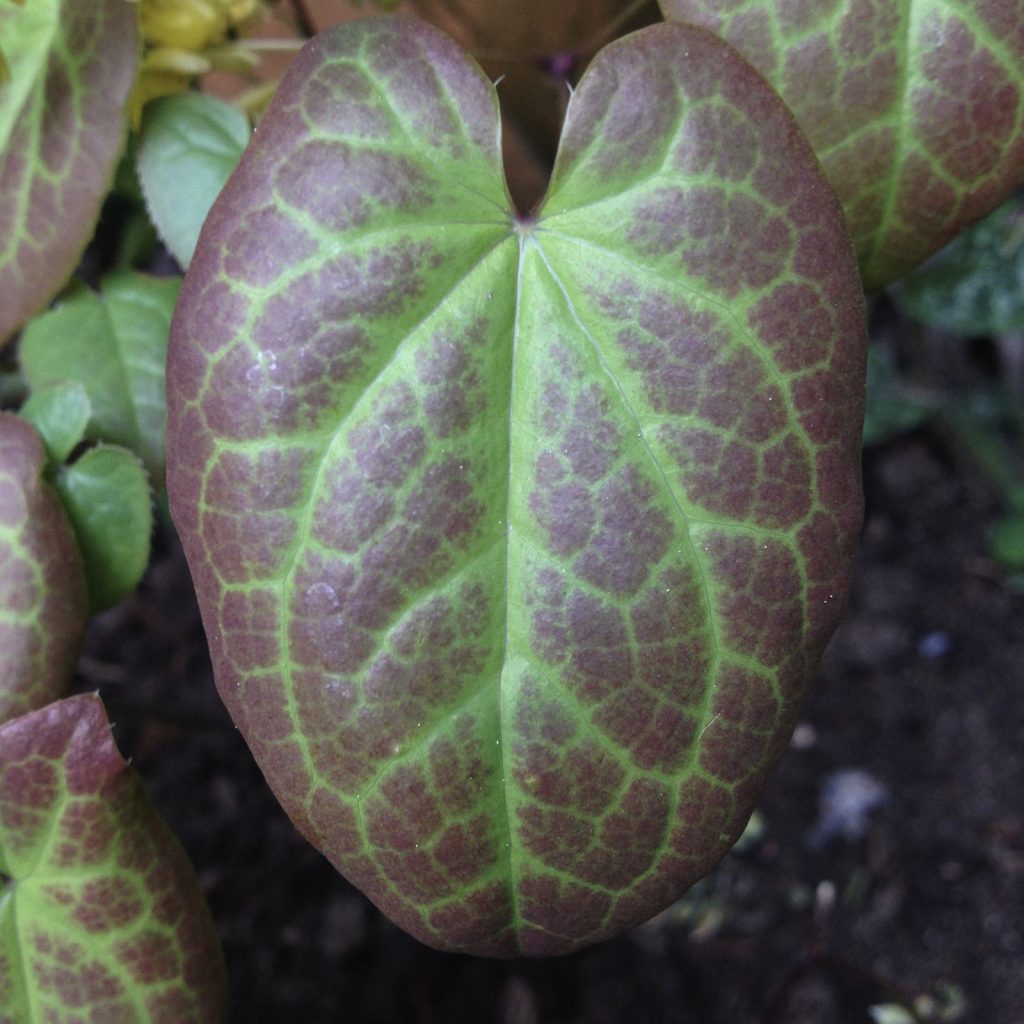 Epimedium leaf