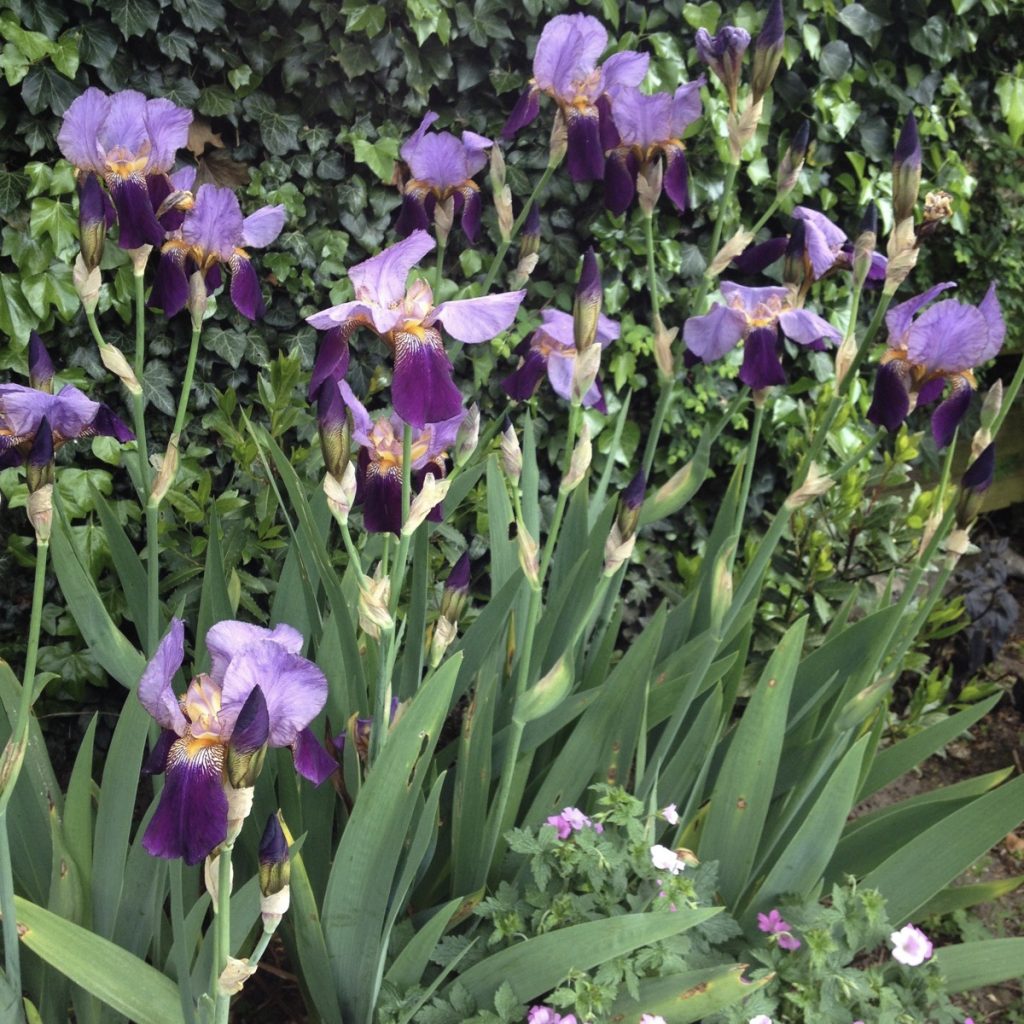 Iris purples 2