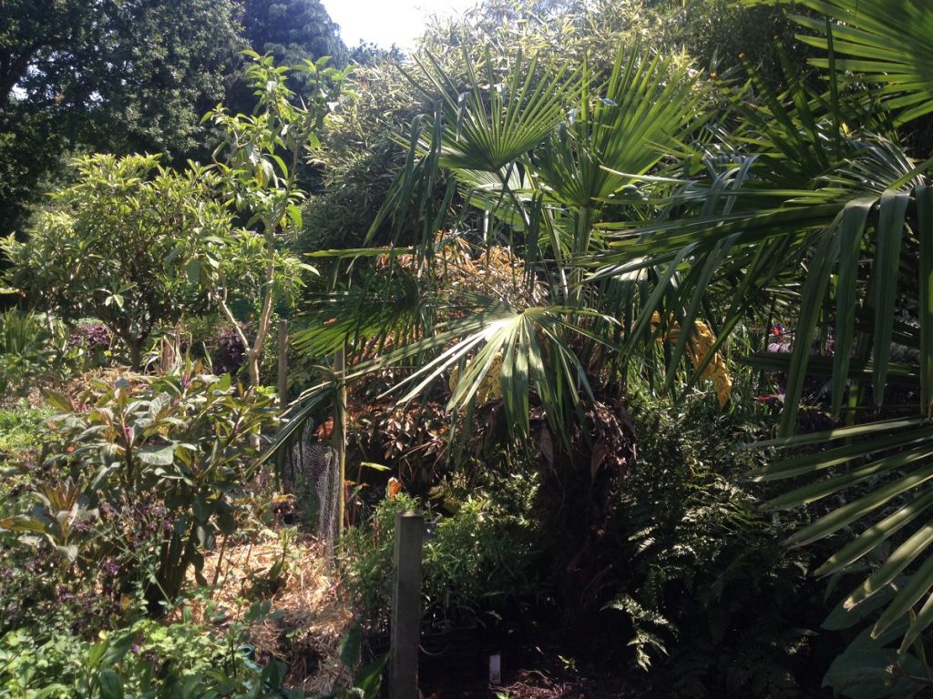 Urban jungle plants