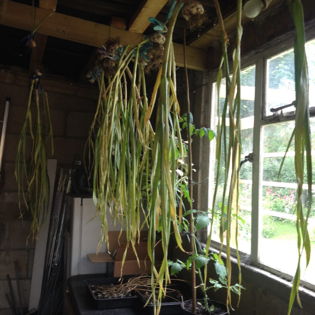 July garlic drying