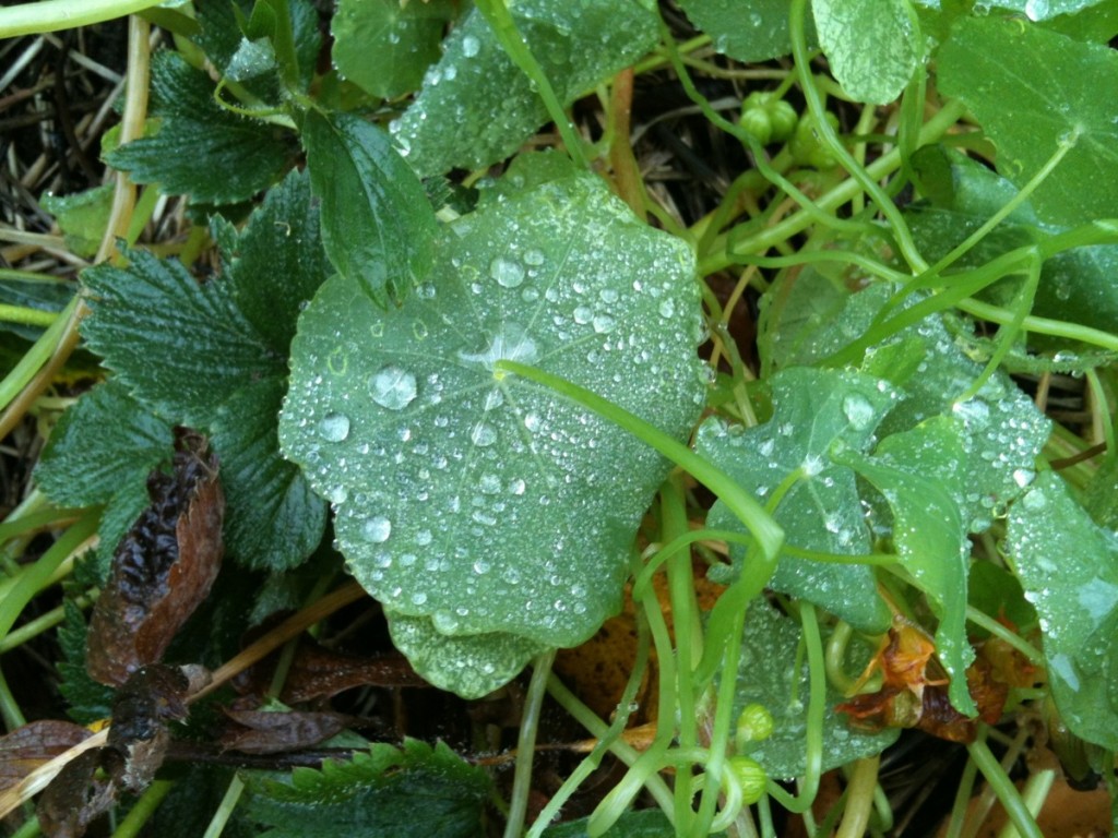 Nasturtium leaf