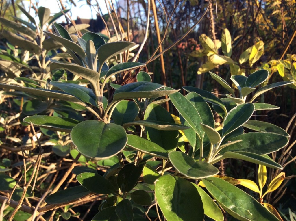 Silver leaf shrub