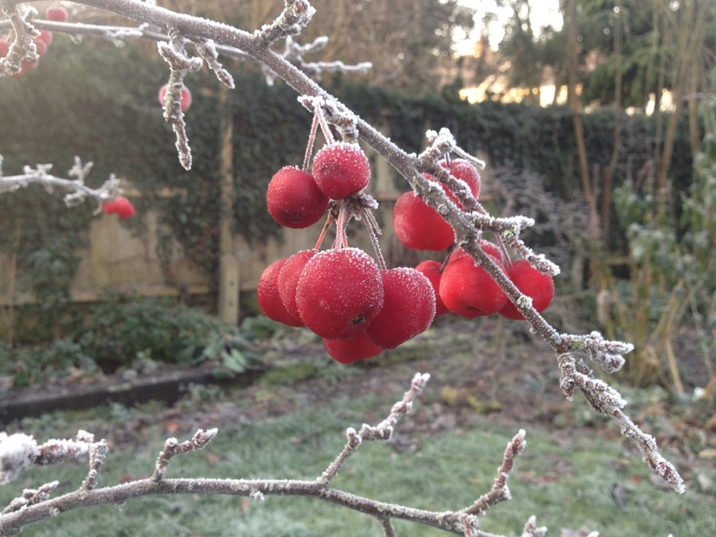 Frozen crabs