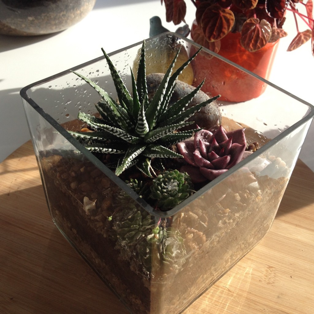 Square succulents vase