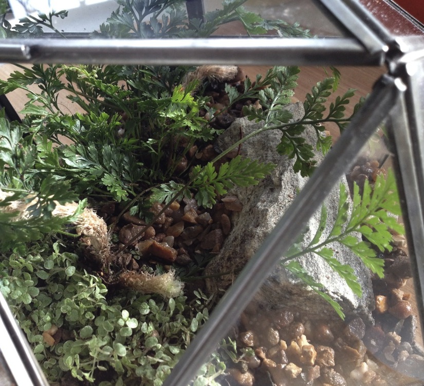 Terrarium with ferns