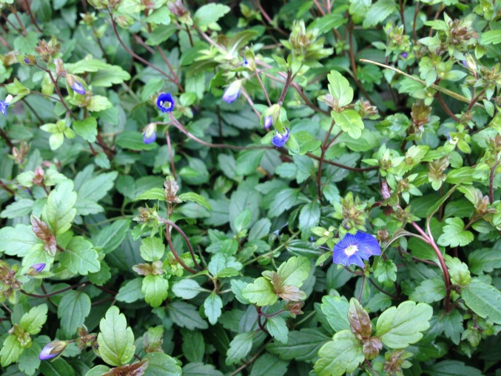 Trailing blue flowers