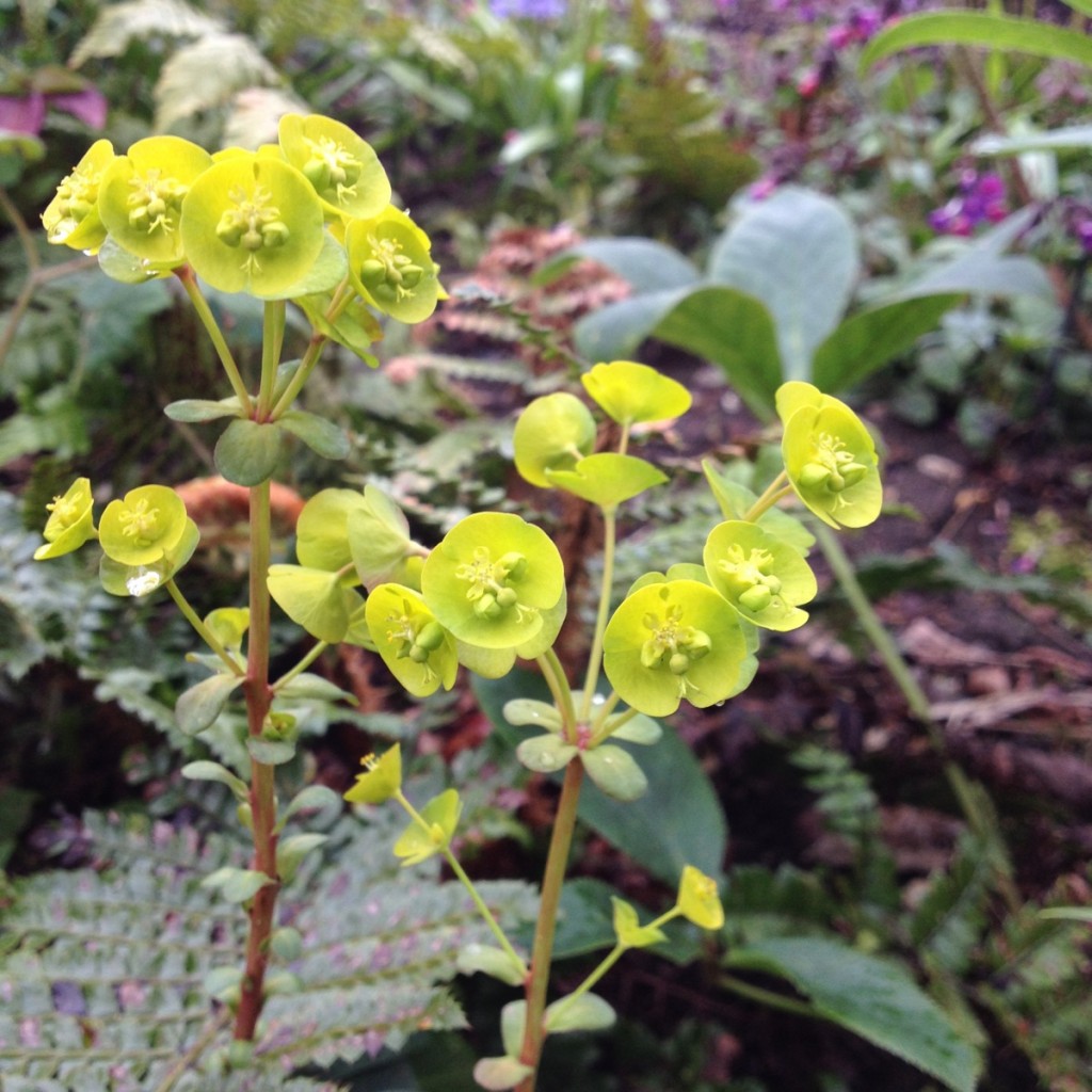 Spurge flowers