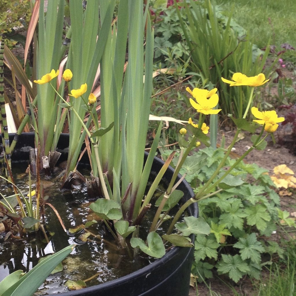 Marsh marigold