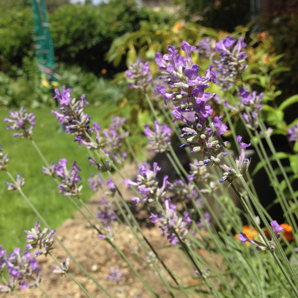 July lavender