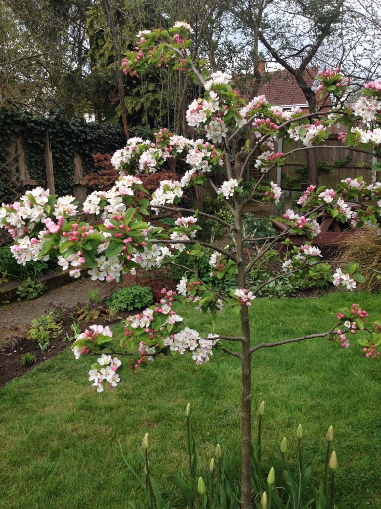 malus-spring