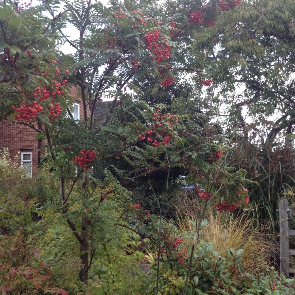 sorbus-tree